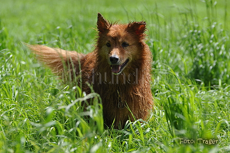 Harzer Fuchs / Bild 319 von 755 / 10.07.2016 16:10 / DSC_6352.JPG