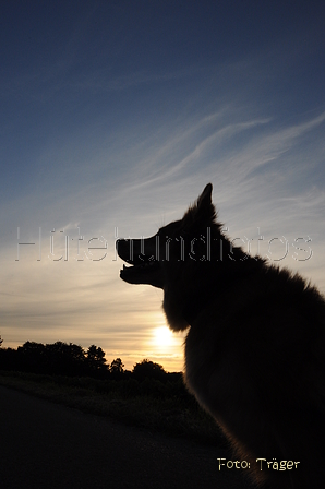 Harzer Fuchs / Bild 313 von 755 / 11.07.2016 20:35 / DSC_1558.JPG