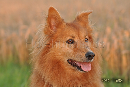 Harzer Fuchs / Bild 306 von 755 / 17.08.2016 20:30 / DSC_7474.JPG