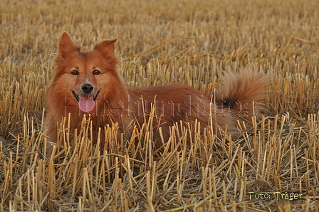 Harzer Fuchs / Bild 305 von 755 / 17.08.2016 20:34 / DSC_7524.JPG