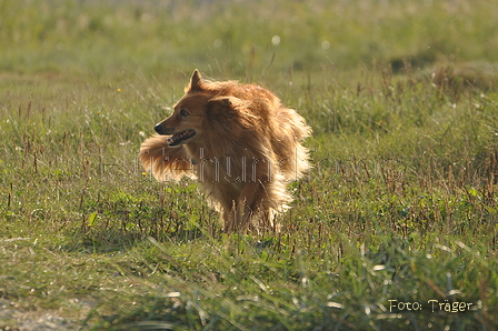 Harzer Fuchs / Bild 285 von 755 / 21.09.2016 09:42 / DSC_0153.JPG