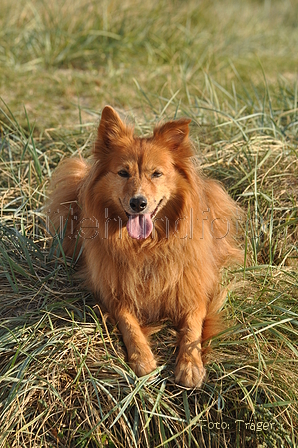 Harzer Fuchs / Bild 282 von 755 / 21.09.2016 09:47 / DSC_0189.JPG