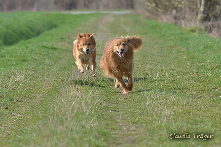 Harzer Fuchs / Bild 274 von 755 / 25.03.2017 10:55 / DSC_6135.JPG