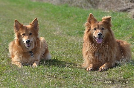 Harzer Fuchs / Bild 272 von 755 / 25.03.2017 11:00 / DSC_6164.JPG