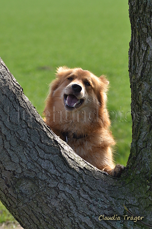 Harzer Fuchs / Bild 270 von 755 / 25.03.2017 11:19 / DSC_6322.JPG