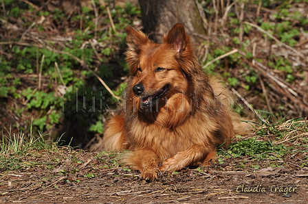 Harzer Fuchs / Bild 266 von 755 / 26.03.2017 12:40 / DSC_1284.JPG