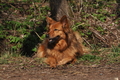 Harzer Fuchs / Bild 265 von 755 / 26.03.2017 12:40 / DSC_1294.JPG