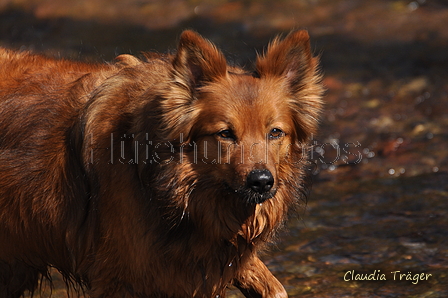 Harzer Fuchs / Bild 261 von 755 / 26.03.2017 14:05 / DSC_1433.JPG