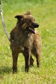 Harzer Fuchs / Bild 260 von 755 / 23.07.2017 11:30 / DSC_3857.JPG