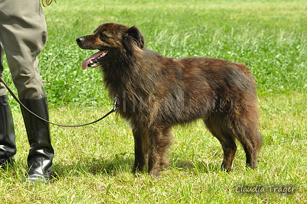 Harzer Fuchs / Bild 258 von 755 / 23.07.2017 11:33 / DSC_3891.JPG