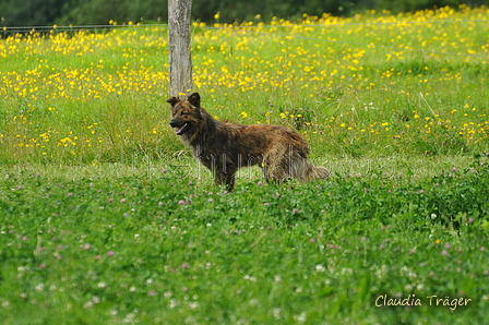 Harzer Fuchs / Bild 257 von 755 / 23.07.2017 11:42 / DSC_3958.JPG