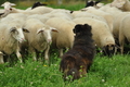 Harzer Fuchs / Bild 256 von 755 / 23.07.2017 11:55 / DSC_4128.JPG