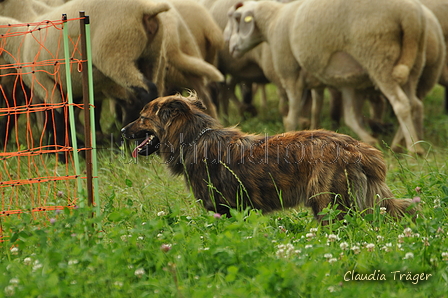 Harzer Fuchs / Bild 255 von 755 / 23.07.2017 12:14 / DSC_4290.JPG