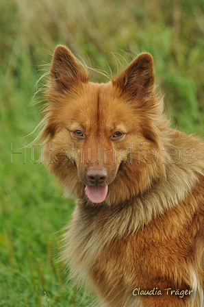 Harzer Fuchs / Bild 252 von 755 / 23.07.2017 14:02 / DSC_4871.JPG