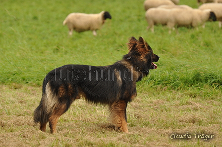 Harzer Fuchs / Bild 242 von 755 / 09.09.2017 14:23 / DSC_1534.JPG