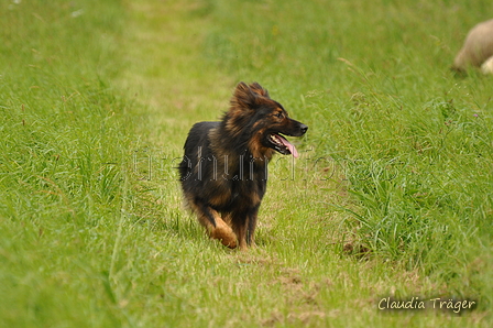 Harzer Fuchs / Bild 241 von 755 / 09.09.2017 14:25 / DSC_1546.JPG