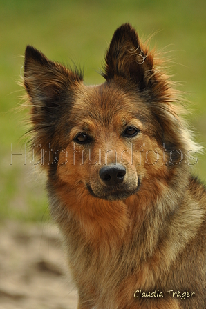 Harzer Fuchs / Bild 230 von 755 / 18.06.2019 10:54 / DSC_1431.JPG