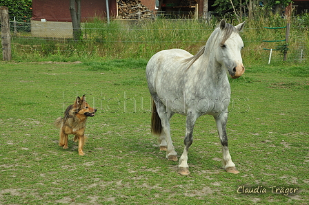 Harzer Fuchs / Bild 221 von 755 / 18.06.2019 11:29 / DSC_6317.JPG