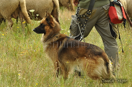 Harzer Fuchs / Bild 215 von 755 / 28.07.2019 08:58 / DSC_5043.JPG