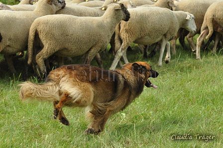 Harzer Fuchs / Bild 212 von 755 / 28.07.2019 10:09 / DSC_5640.JPG