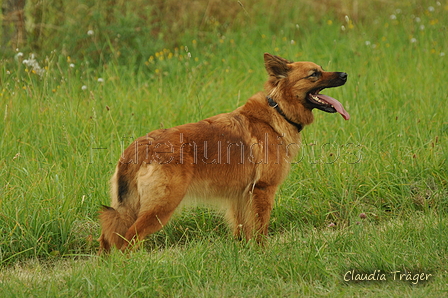 Harzer Fuchs / Bild 203 von 755 / 28.07.2019 14:22 / DSC_8328.JPG