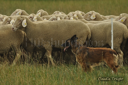 Harzer Fuchs / Bild 194 von 755 / 07.09.2019 13:39 / DSC_7806.JPG