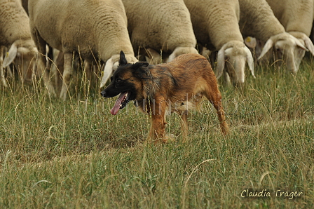 Harzer Fuchs / Bild 193 von 755 / 07.09.2019 13:47 / DSC_7895.JPG