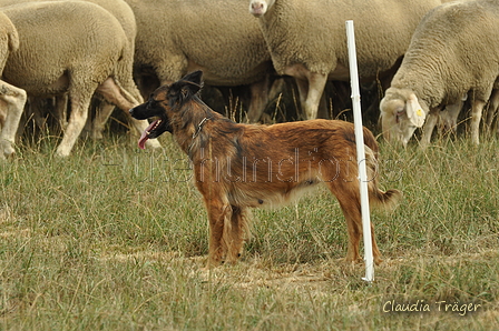 Harzer Fuchs / Bild 192 von 755 / 07.09.2019 13:47 / DSC_7901.JPG