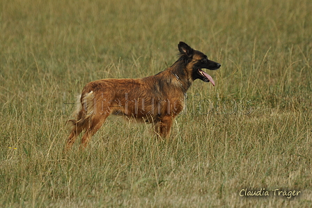 Harzer Fuchs / Bild 191 von 755 / 07.09.2019 13:47 / DSC_7909.JPG