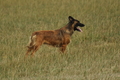 Harzer Fuchs / Bild 191 von 755 / 07.09.2019 13:47 / DSC_7909.JPG