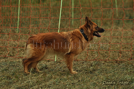 Harzer Fuchs / Bild 190 von 755 / 07.09.2019 15:12 / DSC_8812.JPG