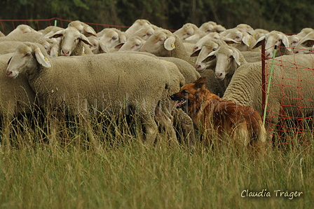 Harzer Fuchs / Bild 189 von 755 / 07.09.2019 15:15 / DSC_8843.JPG