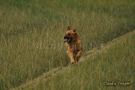 Harzer Fuchs / Bild 188 von 755 / 07.09.2019 15:18 / DSC_8882.JPG