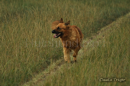 Hutehundfotos Harzer Fuchs Bild 44 Von 607