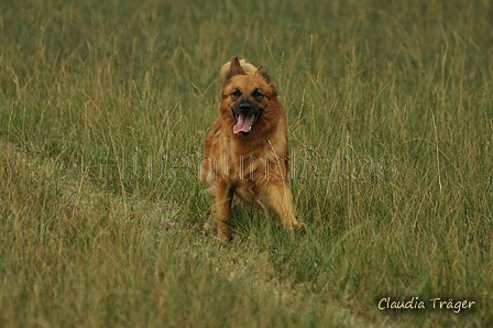 Harzer Fuchs / Bild 186 von 755 / 07.09.2019 15:18 / DSC_8902.JPG