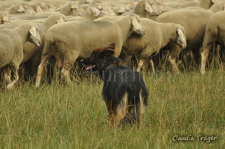 Harzer Fuchs / Bild 180 von 755 / 08.09.2019 14:30 / DSC_2087.JPG