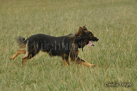 Harzer Fuchs / Bild 179 von 755 / 08.09.2019 14:36 / DSC_2216.JPG