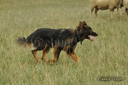 Harzer Fuchs / Bild 178 von 755 / 08.09.2019 14:36 / DSC_2217.JPG