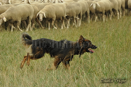 Harzer Fuchs / Bild 176 von 755 / 08.09.2019 14:37 / DSC_2237.JPG