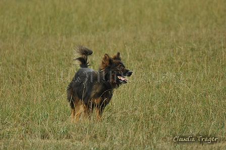 Harzer Fuchs / Bild 173 von 755 / 08.09.2019 14:39 / DSC_2325.JPG