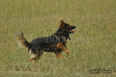 Harzer Fuchs / Bild 172 von 755 / 08.09.2019 14:39 / DSC_2326.JPG