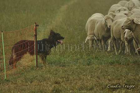 Harzer Fuchs / Bild 170 von 755 / 08.09.2019 15:00 / DSC_2713.JPG