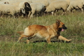 Harzer Fuchs / Bild 151 von 755 / 20.09.2020 12:16 / DSC_5691.JPG