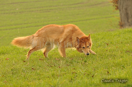 Harzer Fuchs / Bild 137 von 755 / 09.11.2020 15:11 / DSC_1482.JPG