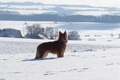 Harzer Fuchs / Bild 127 von 755 / 12.02.2021 14:40 / P1170175.JPG