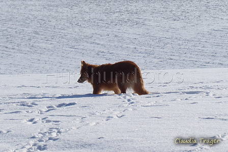 Harzer Fuchs / Bild 126 von 755 / 12.02.2021 14:41 / P1170178.JPG