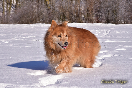 Harzer Fuchs / Bild 124 von 755 / 13.02.2021 12:02 / DSC_2938.JPG