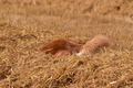 Harzer Fuchs / Bild 108 von 755 / 10.08.2021 15:07 / DSC_2817.JPG