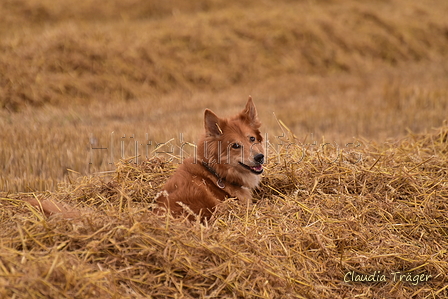 Harzer Fuchs / Bild 106 von 755 / 10.08.2021 15:39 / DSC_2875.JPG