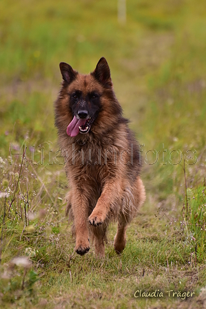 Harzer Fuchs / Bild 101 von 755 / 29.08.2021 12:23 / DSC_4374.JPG